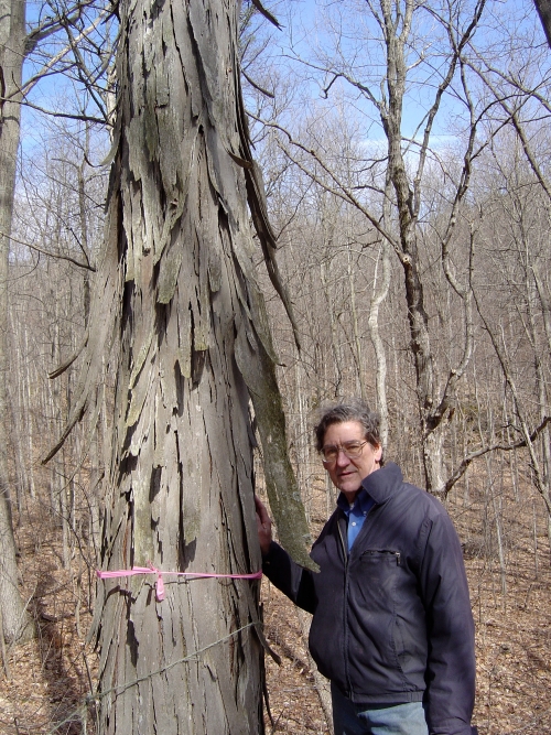 Don Mitchell ’69 next to a shag bark tree on his property.